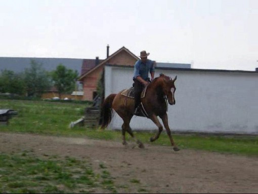 western-horse-005_0001.jpg